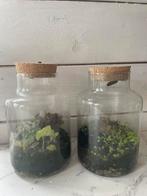 Flessentuin ecosysteem in pot, Huis en Inrichting, Ophalen, Volledige schaduw, Overige soorten, In pot