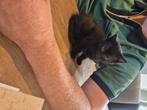 Leuke boerderij kittens te koop, Meerdere dieren, Kortharig, 0 tot 2 jaar