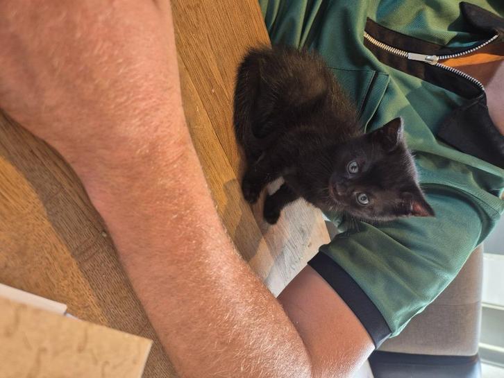 Leuke zwarte boerderij kitten te koop., Dieren en Toebehoren, Katten en Kittens | Overige Katten, Kortharig, Meerdere dieren, 0 tot 2 jaar