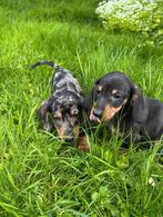 Dwerg teckel pups te koop aangeboden, Dieren en Toebehoren, Honden | Teckels en Dashonden, Particulier, Meerdere, 8 tot 15 weken