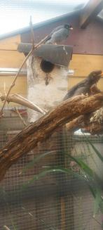 Koppel jungle maina's ( Acridotheres fuscus), Meerdere dieren, Tropenvogel