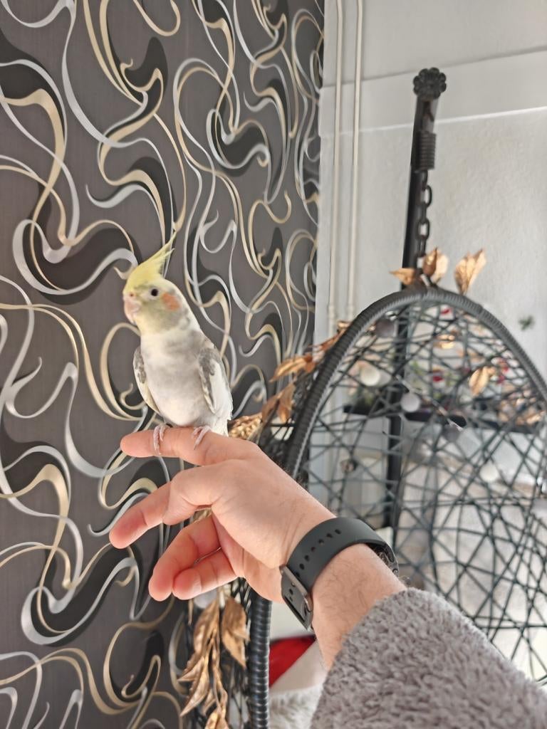 Valkparkiet Silver zoekt liefdevol thuis ️, Dieren en Toebehoren, Vogels | Parkieten en Papegaaien, Mannelijk, Parkiet, Tam