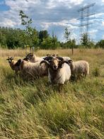 Drentsheideschapen, Dieren en Toebehoren, Schapen, Geiten en Varkens, Meerdere dieren, Schaap