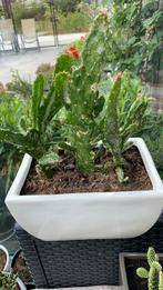 Cactus plant met pot €8, Ophalen, Cactus, Minder dan 100 cm