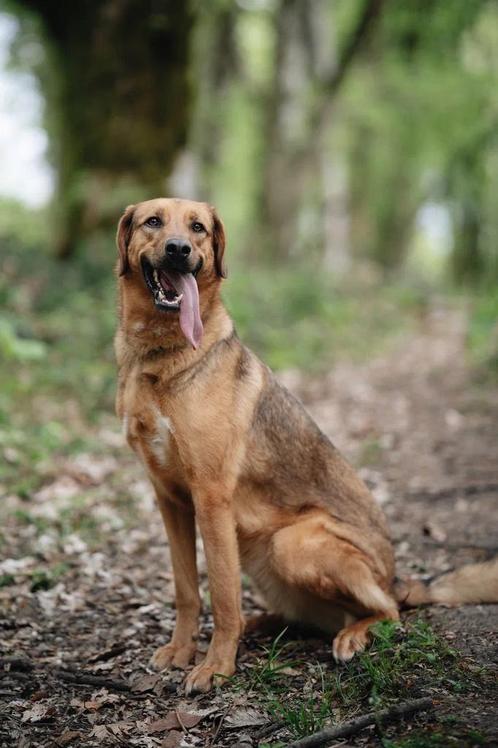 Rumia zoekt een familie en een thuis, Dieren en Toebehoren, Honden | Niet-rashonden, Middel, Teef, Particulier, Eén hond, Buitenland