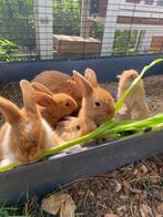 Jonge konijnen, Dieren en Toebehoren, Konijnen, Meerdere dieren, Middelgroot, 0 tot 2 jaar
