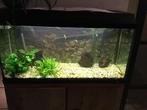 Aquarium, Dieren en Toebehoren, Vissen | Aquaria en Toebehoren, Ophalen, Gebruikt, Gevuld zoetwateraquarium