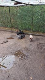 Marans kippen, Dieren en Toebehoren, Pluimvee, Vrouwelijk, Kip