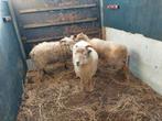 Kleine  schaapjes. Ouessant 2 ooi  + 1 ram, Meerdere dieren, Schaap