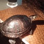 Schildpad met toebehoren, Dieren en Toebehoren