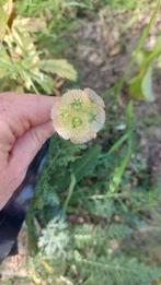 BIO zaden van scabiosa uit eigen moestuin, Ophalen of Verzenden, Volle zon
