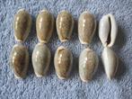 Schelpen: Cypraea boivinii Kiener f++/gem 15-25mm, Verzenden, Schelp(en)