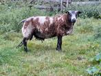 Bonte dekrammen, Dieren en Toebehoren, Schapen, Geiten en Varkens, Mannelijk, Schaap, 0 tot 2 jaar