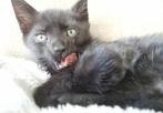 Lieve kitten/jonge kat te koop!, Ophalen of Verzenden, Nieuw