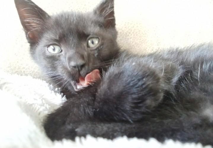 Lieve kitten/jonge kat te koop!, Dieren en Toebehoren, Katten-accessoires, Nieuw, Ophalen of Verzenden