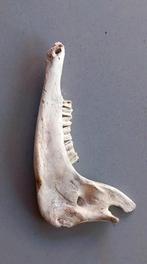 Onderkaak van een dier hert? Opgezet dier taxidermie, Ophalen of Verzenden, Zo goed als nieuw, Hert, Schedel