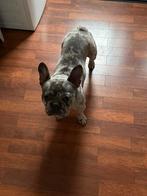 hele lieve Franse bulldog reu van 1.5 jaar speciale kleur, Dieren en Toebehoren, Parvo, Reu, 1 tot 2 jaar, Bulldog