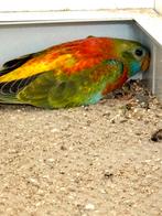 Roodbuik splendid parkieten, Dieren en Toebehoren, Meerdere dieren, Parkiet, Geringd