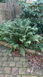 Gratis tuinplanten, o.a. boerenhortensia, Annabelle, Tuin en Terras, Ophalen, Bloeit niet, Overige soorten, Halfschaduw