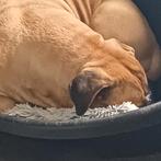 Gevraagd dekreu voor bullmastiff, Reu, Rabiës (hondsdolheid), Eén hond, 3 tot 5 jaar