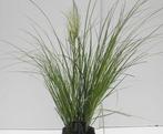 Cortaderia selloana 'Pumila' (Pampasgras), Ophalen, Volle zon, Vaste plant, Siergrassen