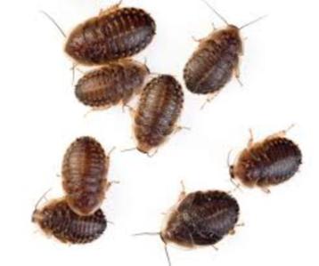 Dubia nimfen 3mm tot 1 cm bestel je bij csreptiles  beschikbaar voor biedingen