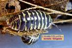 Armadillidium maculatum ‘Yellow’ (Yellow zebra isopod), Dieren en Toebehoren, Overige soorten