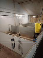Hokafscheiding, Dieren en Toebehoren, Schapen, Geiten en Varkens, Meerdere dieren, Schaap