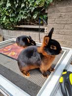 Jonge raszuivere black tan konijnen te koop, Dieren en Toebehoren, Konijnen, Meerdere dieren, Middelgroot, 0 tot 2 jaar