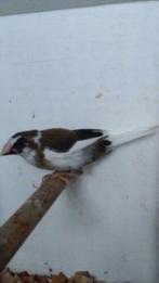 Bonte Japanse Meeuwtjes, Dieren en Toebehoren, Vogels | Overige Vogels, Meerdere dieren