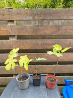 Vijgenboom planten goed geworteld, Ophalen, Minder dan 100 cm, Volle zon, Bloeit niet