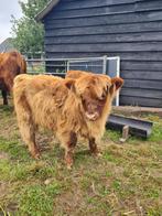 Schotse hooglander stierkalfje tekoop en stier tehuur, Dieren en Toebehoren, Mannelijk
