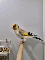 Majoor putter eumo 2025, Mannelijk, Wildzangvogel, Geringd