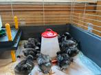 Noord Hollandse Blauwe kuikens, Dieren en Toebehoren, Pluimvee, Geslacht onbekend, Kip