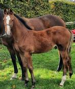 Kwpn hengstveulen Arezzo VDL x Landino VDL x Guidam, Dieren en Toebehoren, Juni, Mannelijk