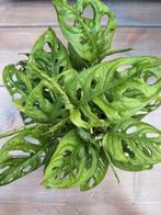 Monstera monkey mask, Huis en Inrichting, Kamerplanten, Ophalen of Verzenden, Overige soorten, Minder dan 100 cm