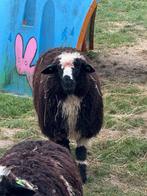 Ram lammeren, Dieren en Toebehoren, Mannelijk, Schaap