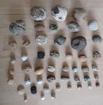 Grote collectie fossiele zee egels 48 stuks, Verzamelen, Mineralen en Fossielen, Ophalen of Verzenden, Mineraal