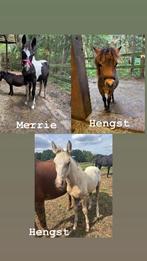✨Verschillende veulens✨, Dieren en Toebehoren, Paarden, Minder dan 160 cm, Niet van toepassing, 0 tot 2 jaar, Hengst