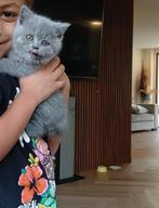 britse korthaar kittens, Dieren en Toebehoren, Katten en Kittens | Raskatten | Korthaar, Meerdere dieren, Ontwormd, 0 tot 2 jaar