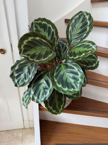 grote pauwenblad plant in pot, Calathea medaillon beschikbaar voor biedingen