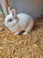 Dwergkonijntjes, Dieren en Toebehoren, Konijnen, Meerdere dieren