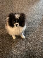 Dekreu pomeriaan, Dieren en Toebehoren, Keeshond, Reu, 8 tot 15 weken, Parvo