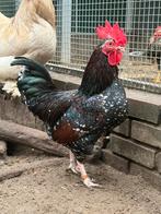 Rav, mooie haan, Dieren en Toebehoren, Pluimvee, Mannelijk, Kip