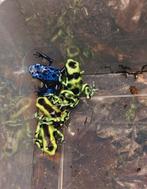 Dendrobates auratus costa rica 0.0.4, Dieren en Toebehoren, Reptielen en Amfibieën, Amfibie, 0 tot 2 jaar