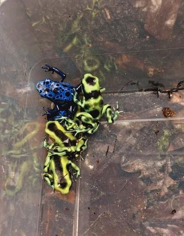 Dendrobates auratus costa rica 0.0.4 beschikbaar voor biedingen