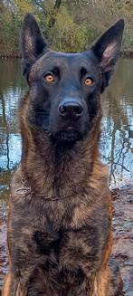 Hollandse herder DEKREU, Dieren en Toebehoren, Honden | Dekreuen, Rabiës (hondsdolheid), 1 tot 2 jaar, Reu, Nederland