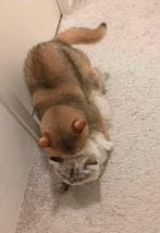 Britse korthaar dekkater golden STAMBOOM ervaren dekgarantie, Dieren en Toebehoren, Katten en Kittens | Dekkaters, 3 tot 5 jaar