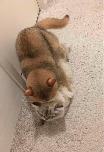Britse korthaar dekkater golden STAMBOOM ervaren dekgarantie beschikbaar voor biedingen