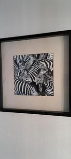 3 zwarte lijsten mrt zebra-afbeeldingen, 50 tot 75 cm, Ophalen